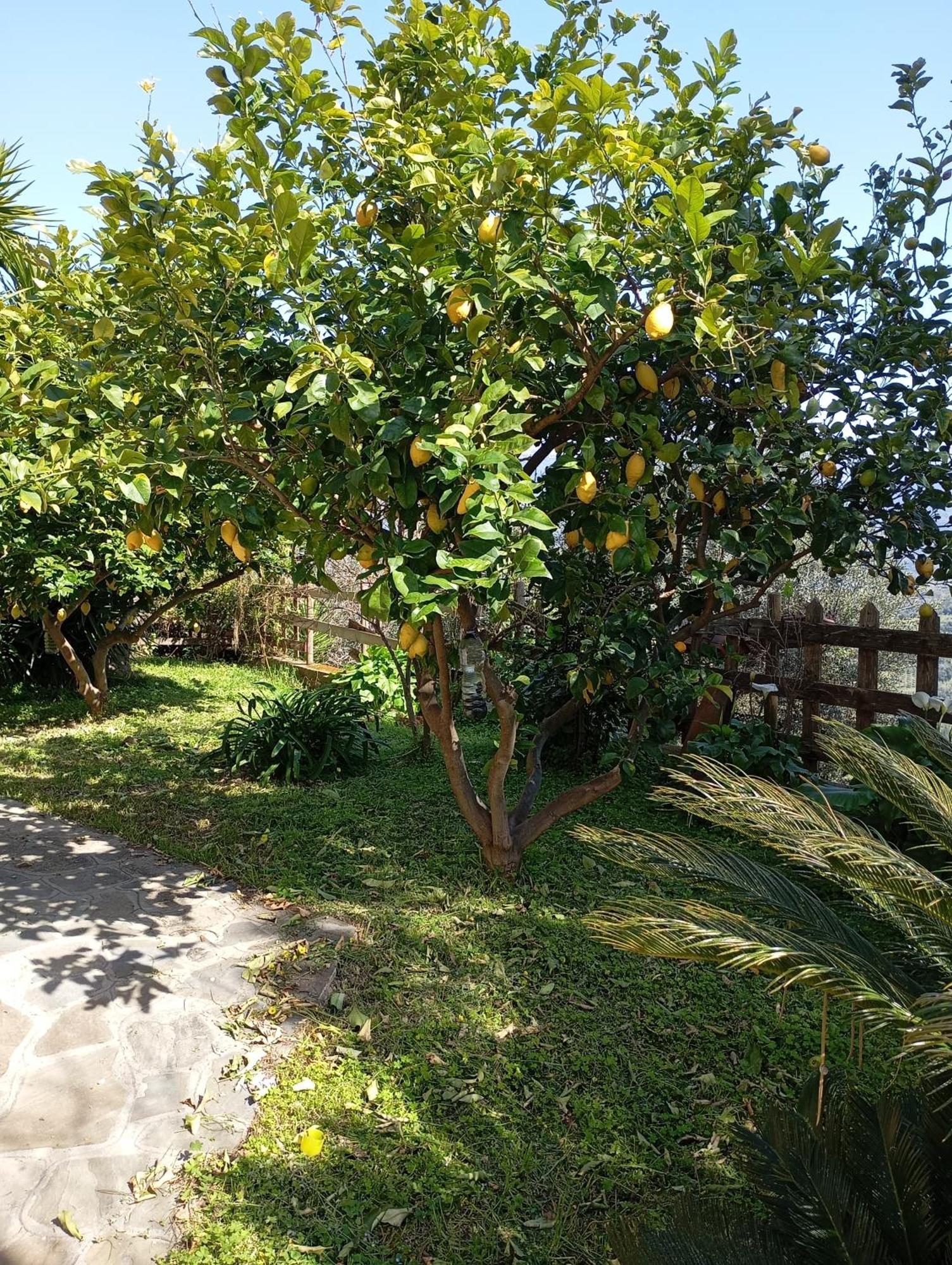 Casa Vacanze Diamante Ogliastro Cilento Buitenkant foto